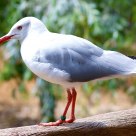 Brave bird